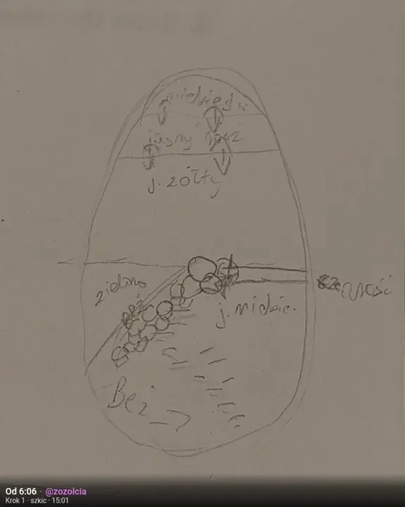 Krok 1 · szkic